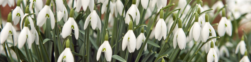 snowdrop, Snowdrops, Galanthus, Birth month Flower, Birth Flower